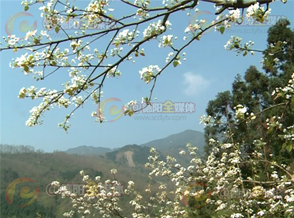 会场暨绵竹第十八届绵竹梨花节活动今天(18日)在绵竹市九龙镇拉开帷幕