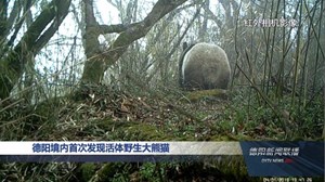 德阳境内首次发现活体野生大熊猫