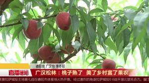 广汉松林：桃子熟了  美了乡村富了果农