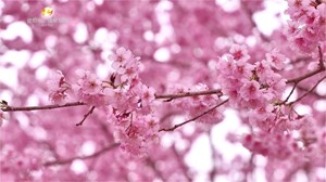 花开德阳⑤：什邡城东村樱花盛开，快来这里相约春天吧！