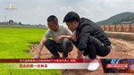 中江：加快水稻秧苗移栽 确保粮食稳产增收