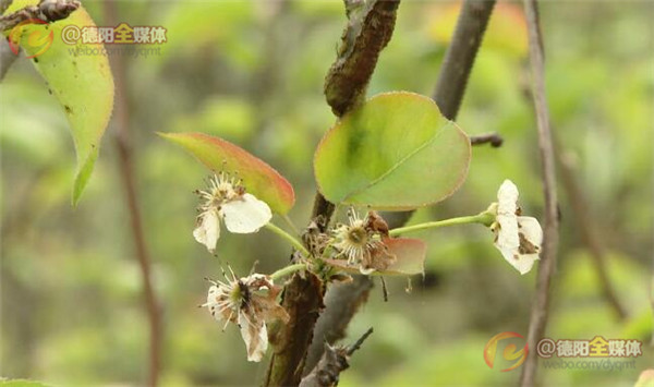 吳金華介紹,除了氣候反常等客觀原因引起了金山鎮部分梨樹二次開花