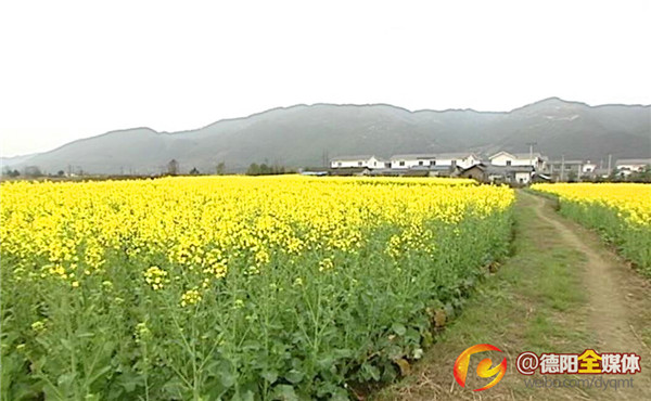 初春气温回暖广汉西高万亩油菜花灿烂开放