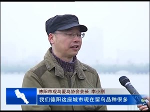 “城市相册”《鸟与城》勾勒人鸟同城美景