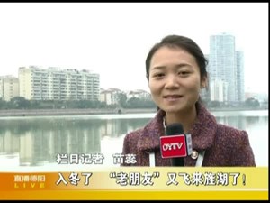 入冬了 “老朋友”又飞来旌湖了！  