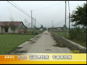 什邡：蒜苗患怪病  专家来把脉      
