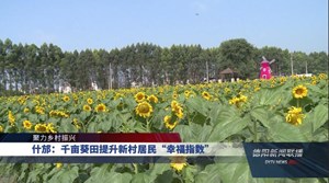 什邡：千亩葵田提升新村居民“幸福指数”