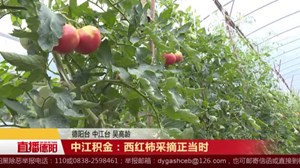 中江积金：西红柿采摘正当时