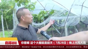 广汉：农场2万多斤葡萄受灾  市民踊跃认购献爱心