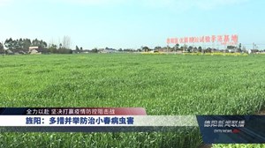 旌阳：多措并举防治小春病虫害