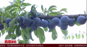 李子成熟 采摘正当时