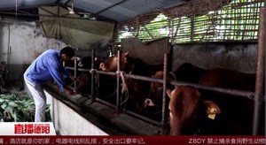 小额资金助力 他走上了养牛脱贫奔康路
