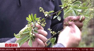 青花椒产业助力 高质量完成脱贫任务