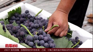 尝鲜啦！本地夏黑葡萄甜蜜上市