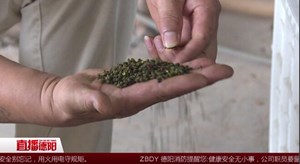 小小青花椒 致富有希望