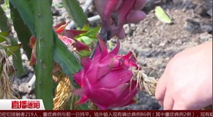 火龙果甜蜜“上线” 游客体验采摘乐趣