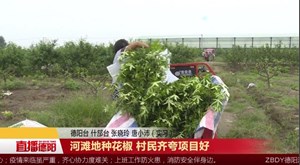 河滩地种花椒 村民齐夸项目好