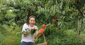 中江：黄桃成熟季 体验采摘乐趣