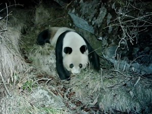 德阳：大熊猫爱“逛公园” 四年五次“出镜”