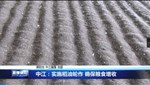 中江：实施稻油轮作 确保粮食增收
