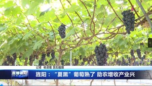 旌阳：“夏黑”葡萄熟了 助农增收产业兴