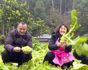 中江万福镇：3000余亩榨菜喜获丰收