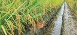 刷新全省高产纪录的“超级稻” 诞生在德阳的土地上