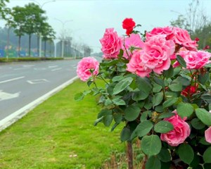 花开正艳美如画 五一假期迎客来