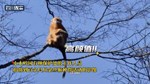 省媒看德阳 | 绵竹首次拍摄到大种群川金丝猴活动踪迹