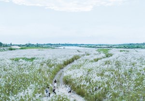 德阳这里的芦苇花海开啦！层层叠叠、随风摇曳...快去拍照！