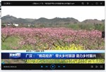广汉：“桃花经济”带火乡村旅游 助力乡村振兴