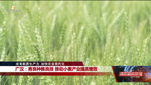 培育新质生产力 加快农业现代化：广汉、绵竹