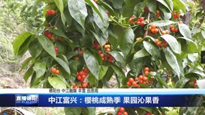 中江富兴：樱桃成熟季 果园沁果香 