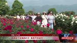 中国玫瑰谷14万余株月季花绽放 等你来打卡