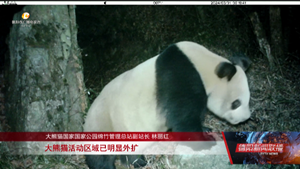 又见面了 绵竹5个月3次拍到大熊猫活动影像