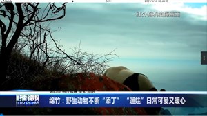 绵竹：野生动物不断“添丁” “遛娃”日常可爱又暖心