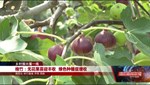 乡村振兴看一线：罗江、绵竹