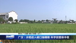 广汉：水稻进入破口抽穗期 科学田管保丰收