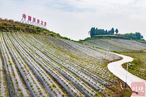 麦冬、天冬等4种物质获批药食同源 四川“小药材”加快冲刺百亿产业丨奋力谱写中国式现代化四川新篇章