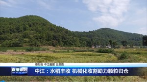 中江：水稻丰收 机械化收割助力颗粒归仓