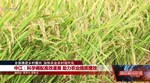 全面推进乡村振兴 加快农业农村现代化 ：中江、绵竹