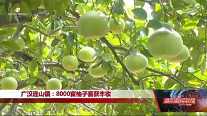 广汉连山镇：8000亩柚子喜获丰收