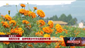 旌阳双东镇：金锣鸣菊乡村文化旅游季开幕