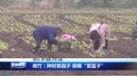 绵竹：种好菜园子 保障“菜篮子”