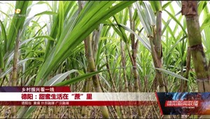 德阳：甜蜜生活在“蔗”里