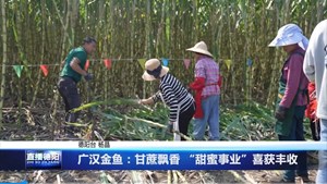 广汉金鱼：甘蔗飘香 “甜蜜事业”喜获丰收