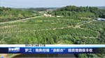 罗江：晚熟柑橘“添新衣” 提质增颜保丰收