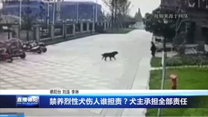 禁养烈性犬伤人谁担责？犬主承担全部责任