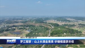 罗江鄢家：山上长满金果果 砂糖橘喜获丰收