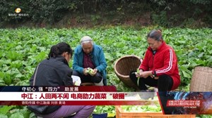 守初心 强“四力” 助发展：中江电商助力蔬菜“破圈” 广汉冬季蔬菜大量上市